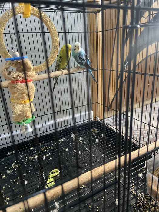 Попугай волнистый