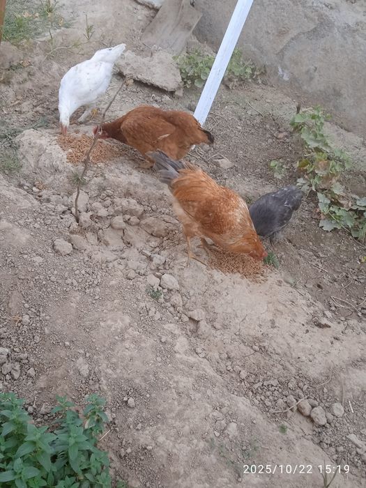 Товуқ ,хўроз,жўжалар