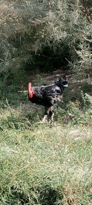 Qorashaxzoda 1 ta tovuq 1 ta xoʻroz