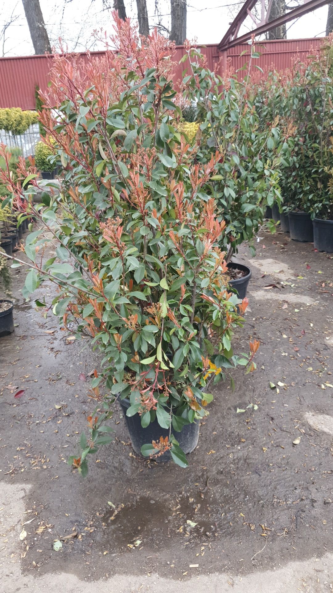 Plante verzi tuia leilandi spirala