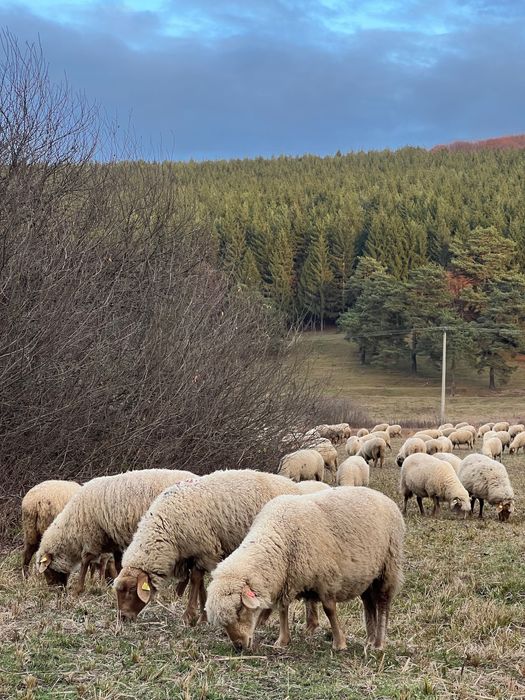 Oi de vânzare - rasa țigaie ruginie