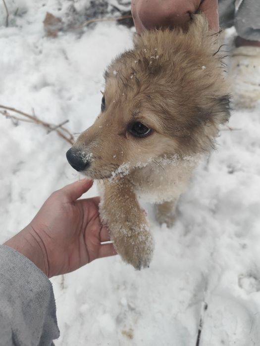 Щенок мальчик 3 месяца ищет дом