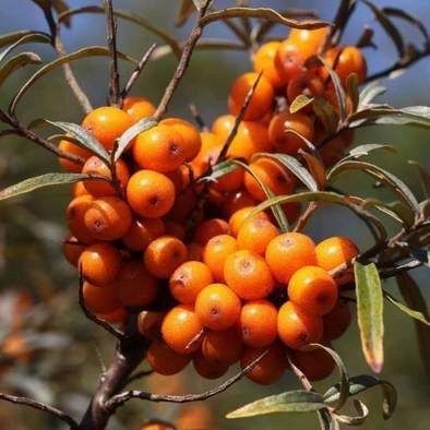 Arbusti Fructiferi (Catina Mascul )