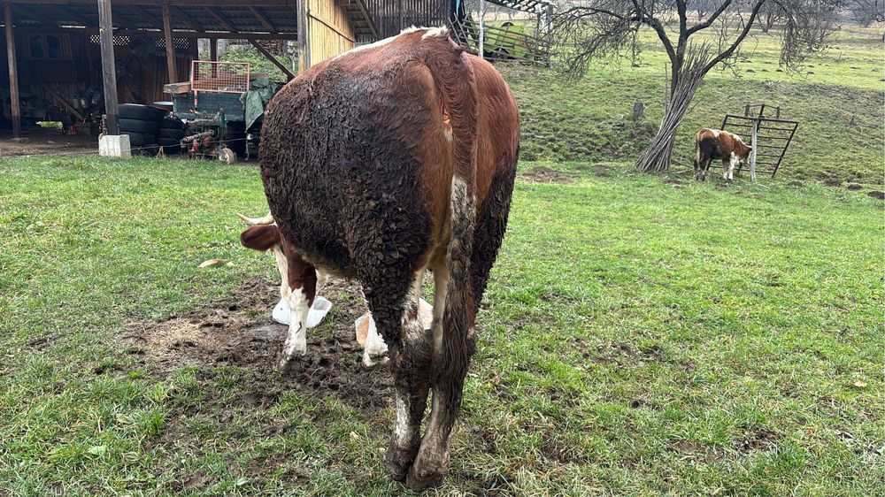 Vând vacă gestantă