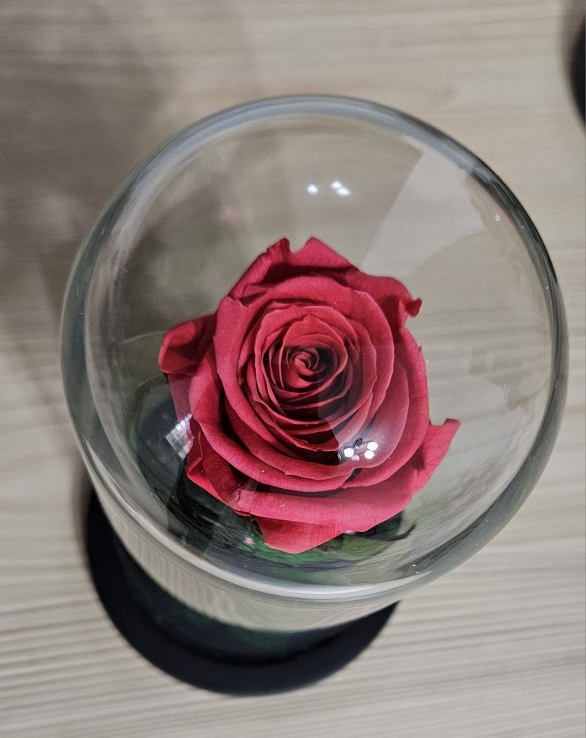 Cupole cu trandafir criogenat