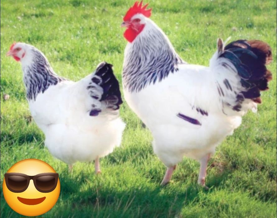 Adler xurozlari sotiladi