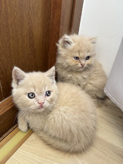 Продаются породистые котята