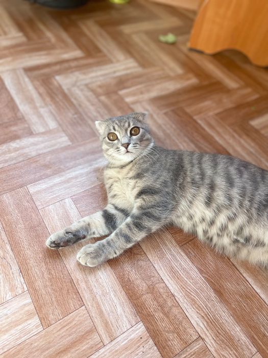 Отдам бесплатно Кошку вислаухая девочка 7 месяцев ласковая