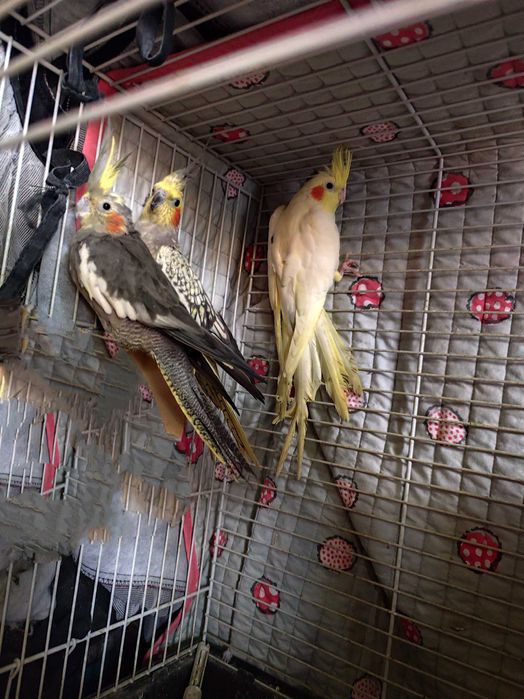 Papagali de vânzare ninfe