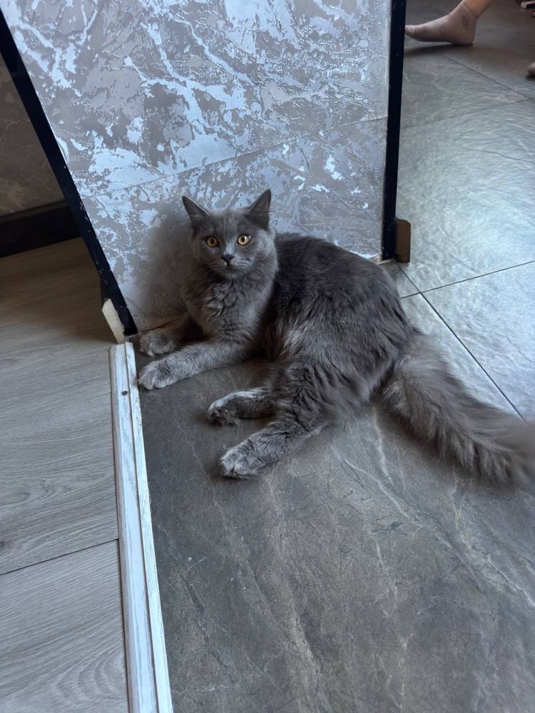 Котенок британец