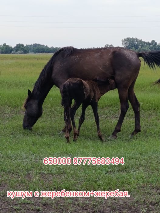 Обмен на КРС., на машину.