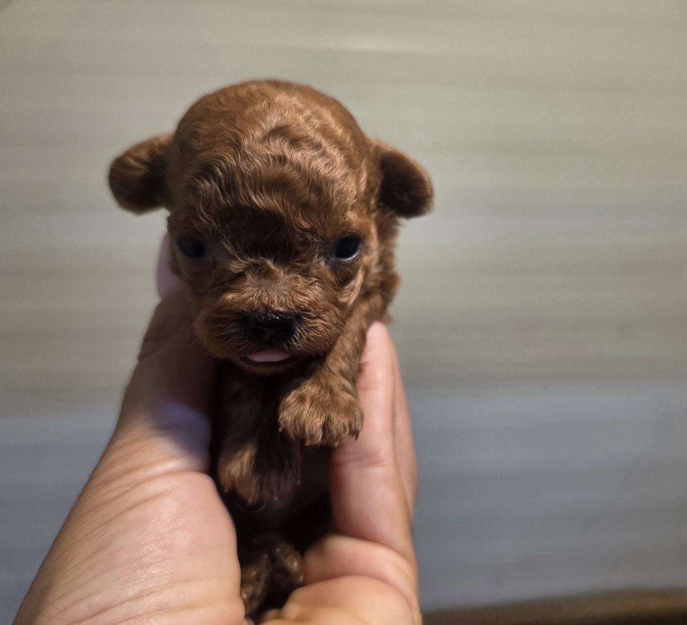 Пудел тийкъп Момиче/Teacup poodle/ с документ за произход
