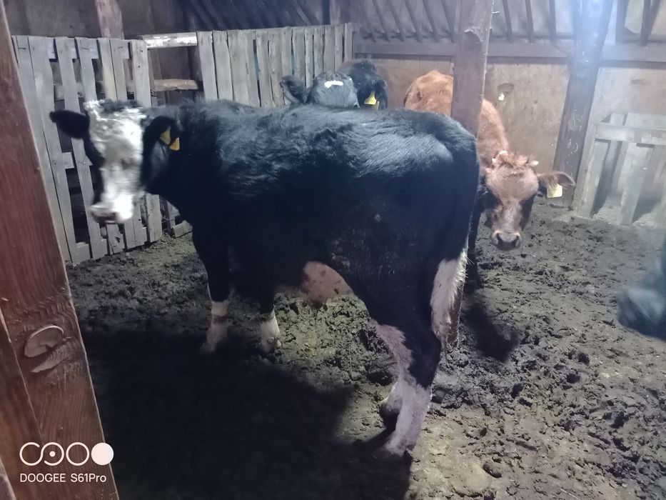 Продам бычков десятимесячный