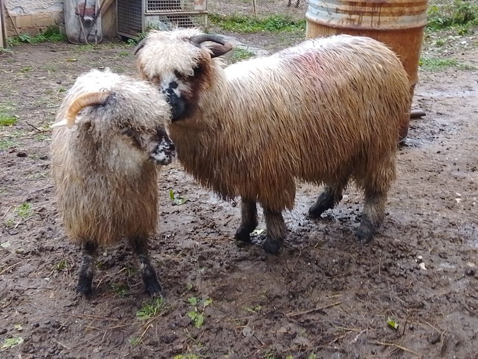 Vând 2 miele țurcane