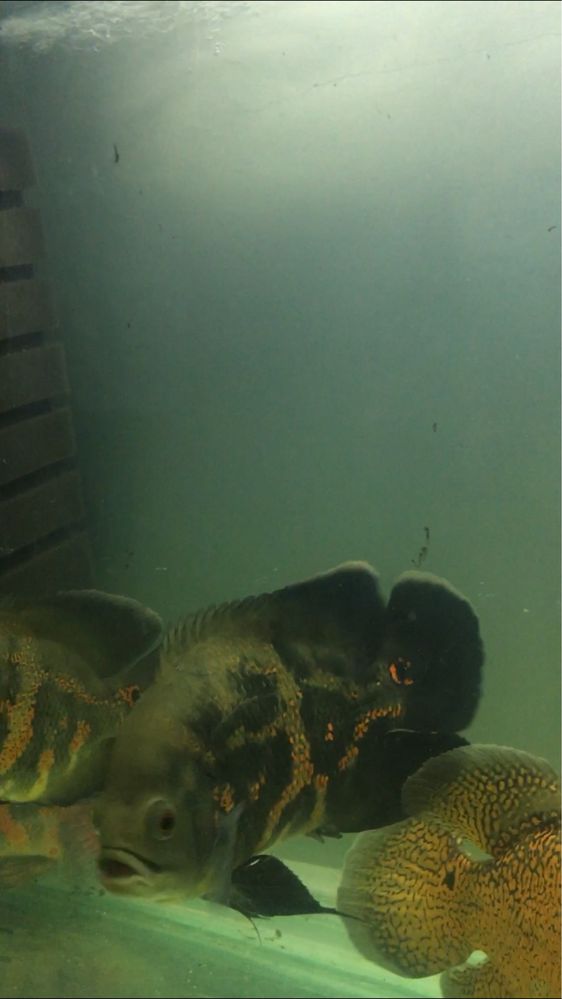 Коя кое карп камета аранда дискус рыба аквариумные