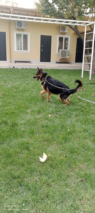 Продаю немецкую овчарку.