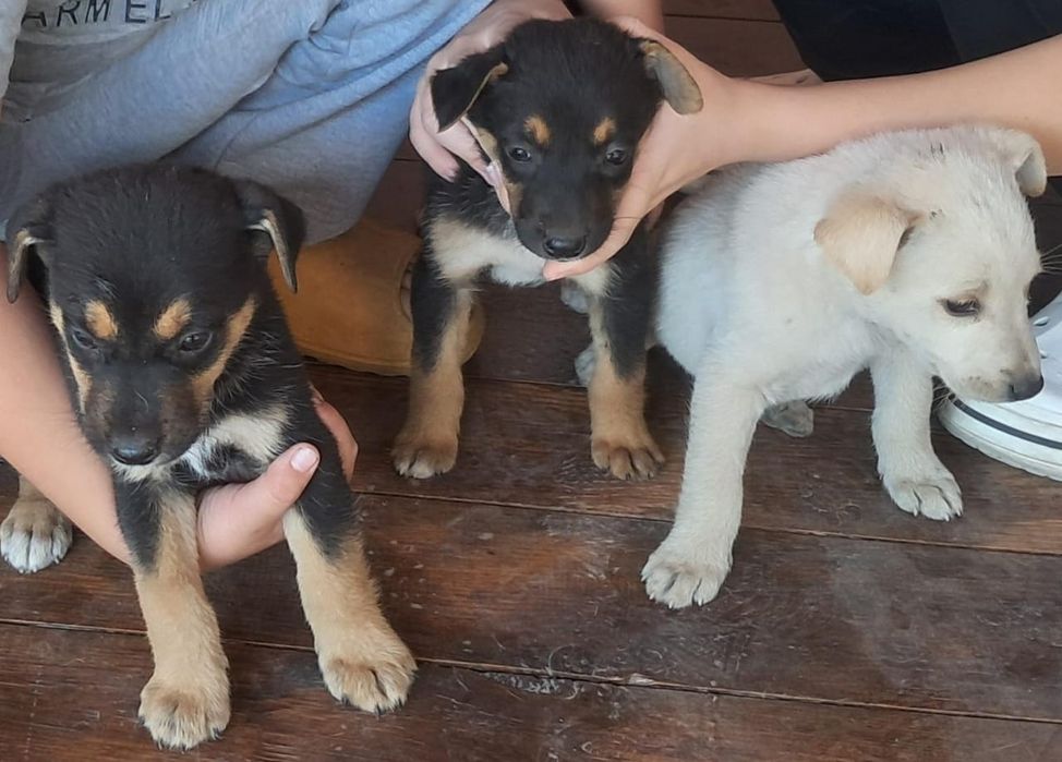 Отдаём щенят/ка в добрые руки