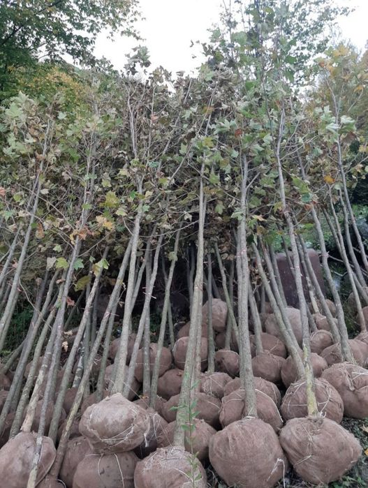 Mesteacăn cu coja alba tei mirositor platani