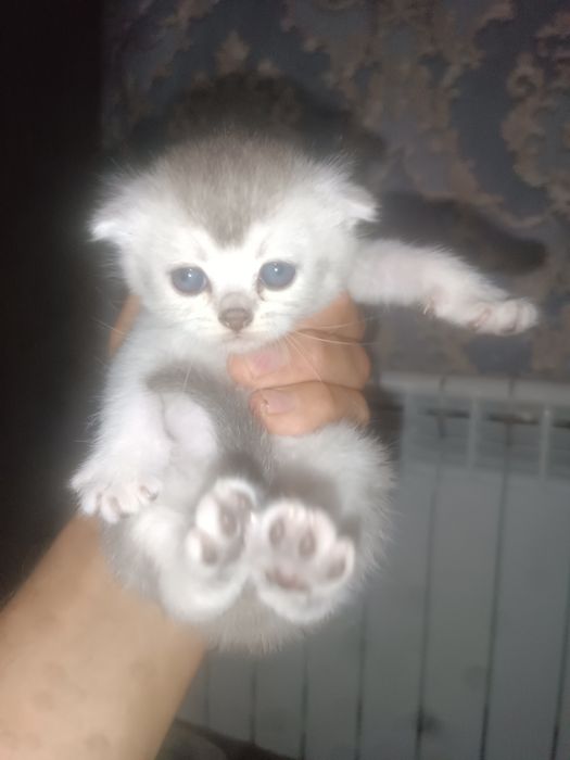 Котята скотиш+шиншилла.