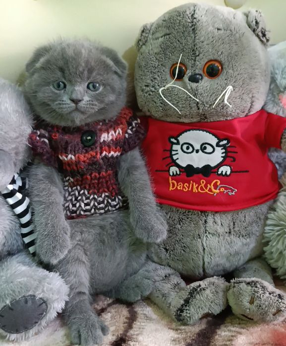 Zotdor mushuk bolalari sotiladi skottish-fold