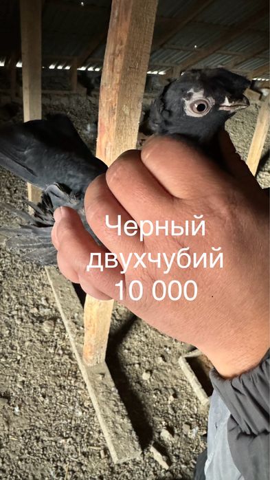 Голубь(кептер)