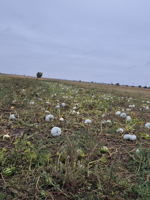 Dovleci de vanzare pret 1.5 lei kg