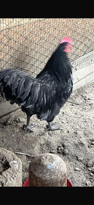 Cocosi austraulop pe albastu 2024