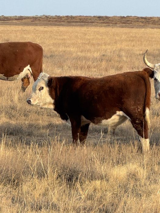 Подсостар сатылады