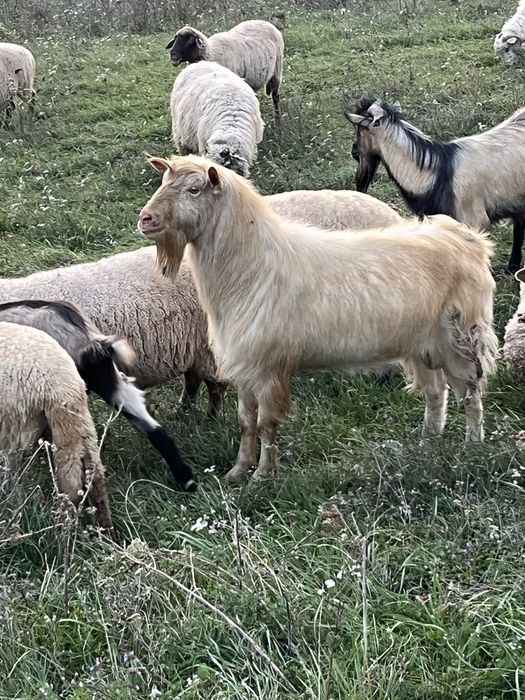 Capre alpina franceze metisate cu tapi zane
