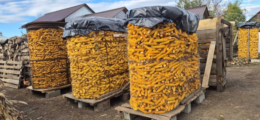 vand porumb furajer si porumb sticlos  PRET 0.85 LEI/KG