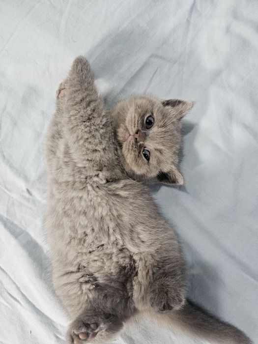 Чистокровный британский котёнок