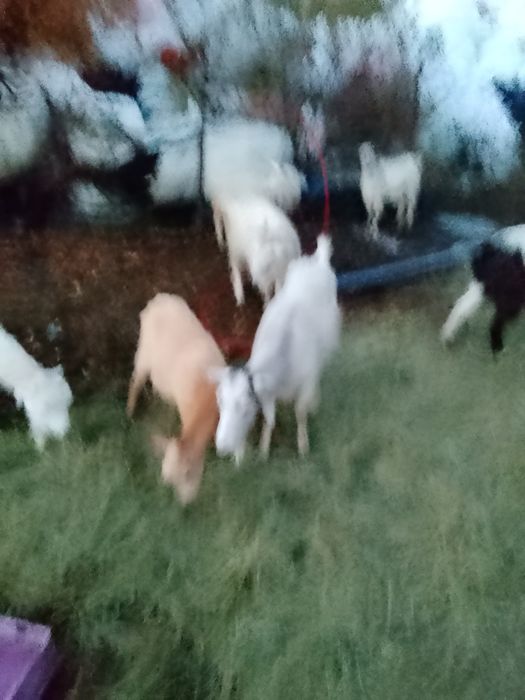 Vind 6 capre de tinut