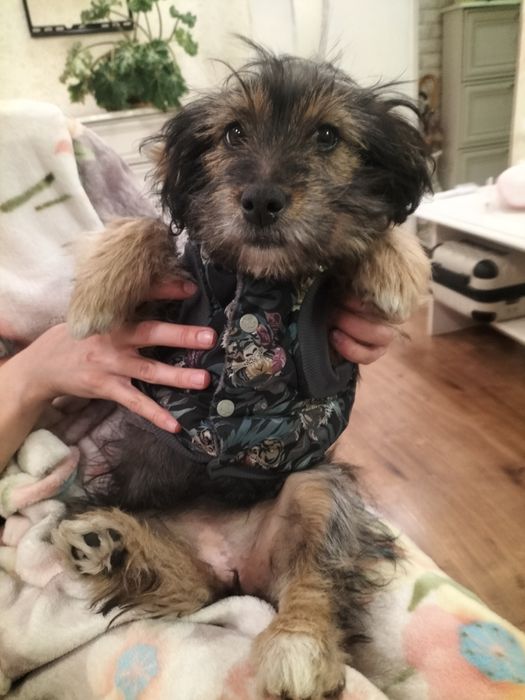 Щенок девочка балонка