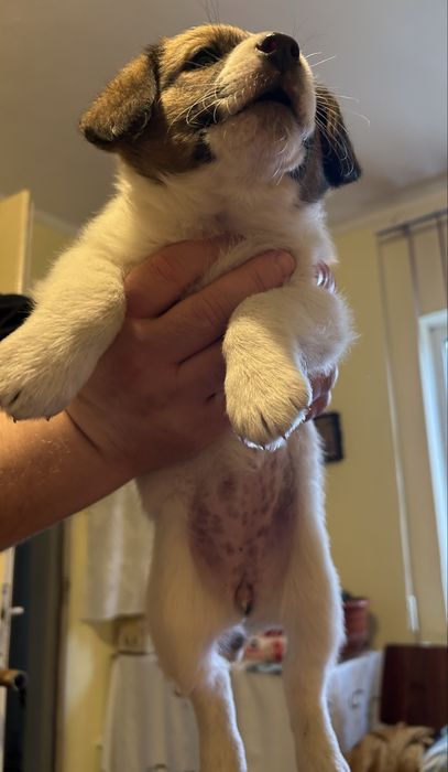 doneza catelusi, au o luna si jumatate, toate sunt fete