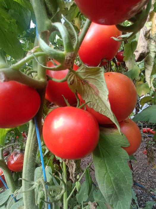 Rosii bio de vanzare