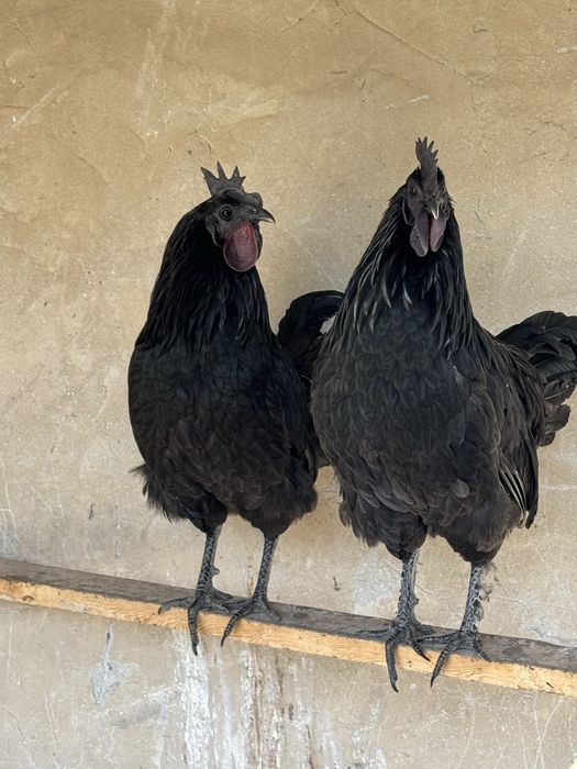 Продам редких петухов Аям Цемани.