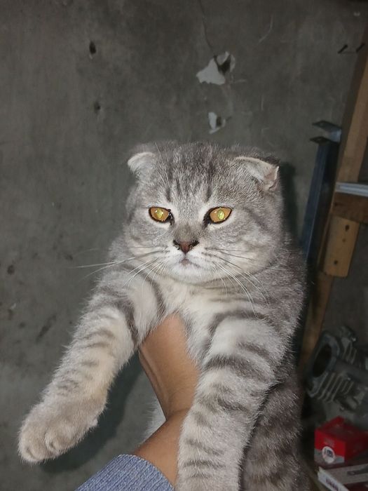 Zottor mushuk sotiladi zoning британские  короткошёрстная  mushug