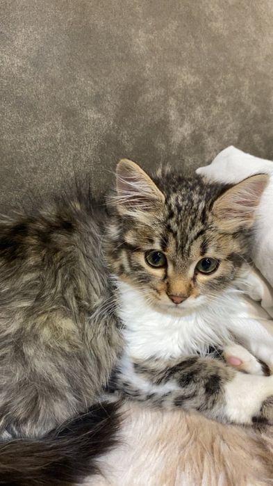 Малка Точица търси дом