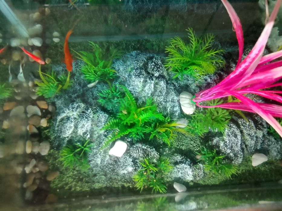 35litrli hitoy akvariyumi ichidagi aksesuarlari baliqlari bn yoni oval