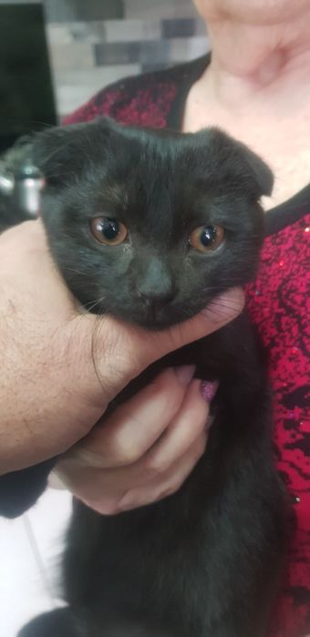 Котёнок британец