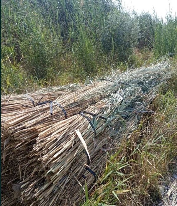 Камыш бор продаётся