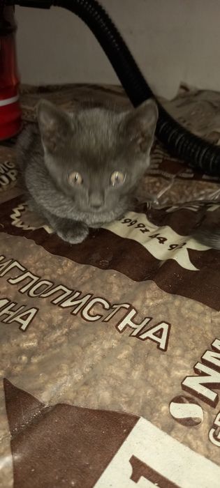Подарявам много хубави котета!