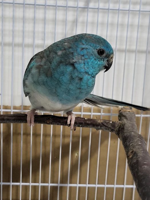 Продаются певчие попугаи