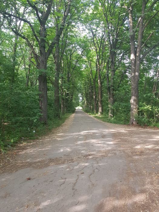 Teren cu deschidere la padure