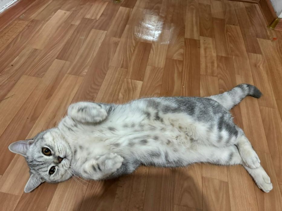 Кошка Шотландская