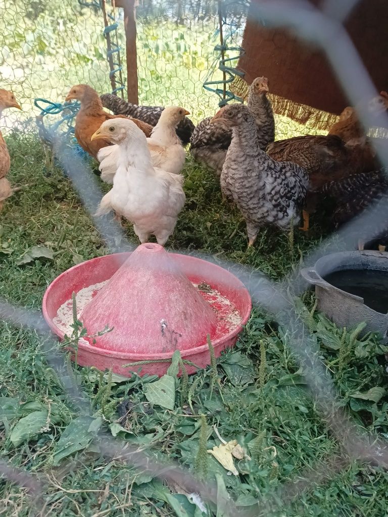 Pui de curca si se gaina