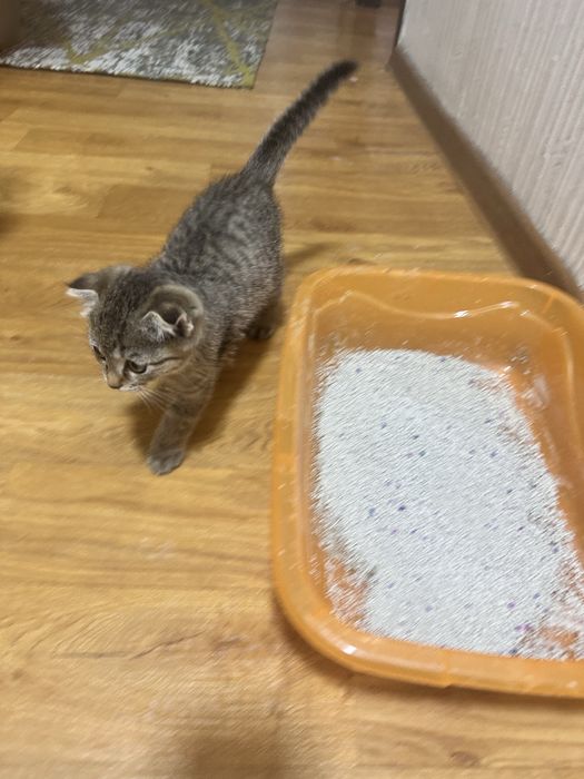 Котенок вислоухий