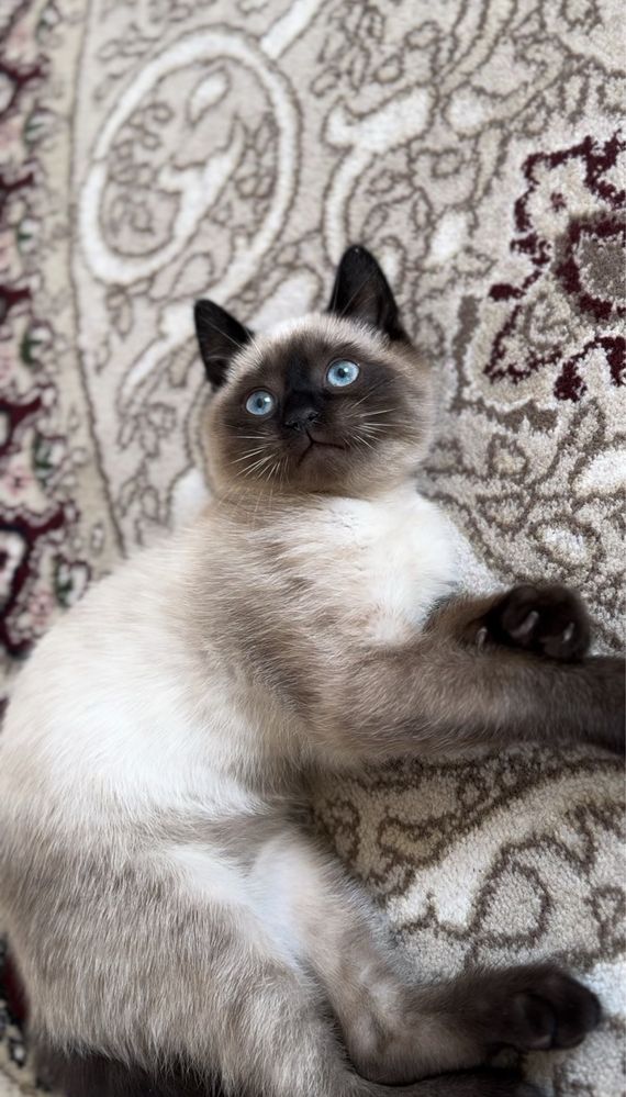 Сиамский кот для вязки