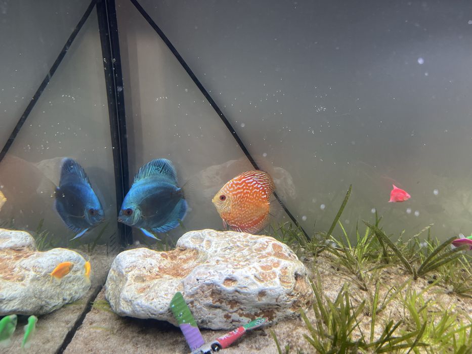 Pesti discus doua bucati