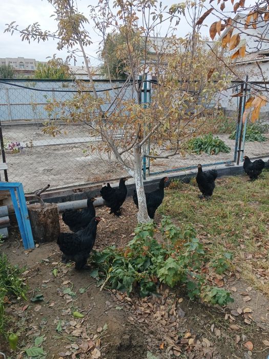 Инкубационные яйца породы Брама чёрная